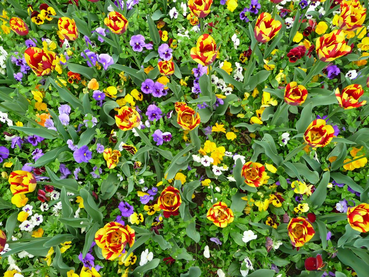 Picture of flowers