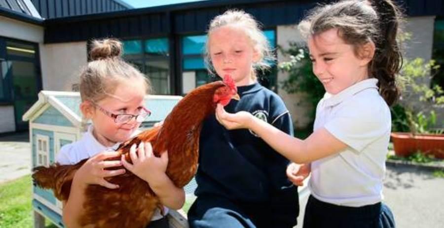 New findings show benefits of caring for hens to the socio-emotional development and learning of children