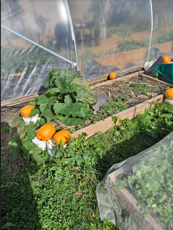 A greenhouse with oranges in itDescription automatically generated