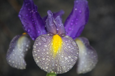 Iris 