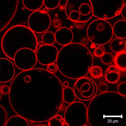 Liopsomes