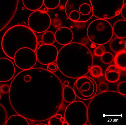 Liopsomes