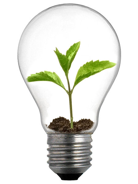 sprout bulb sprout bulb