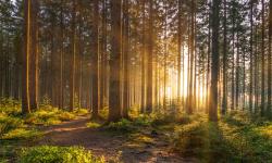 4th Dublin City University Supervision Conference: Pathways to Reflection