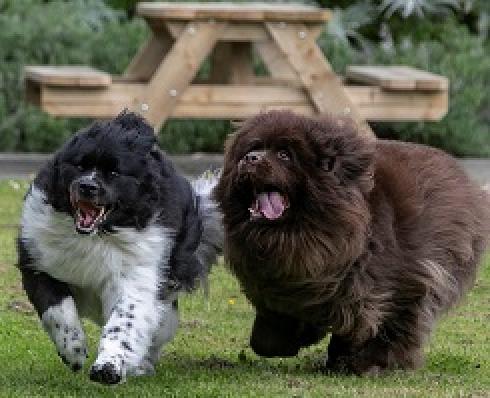 images of two dogs running