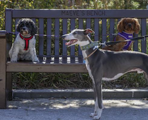 dogs at DCU