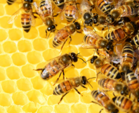 Shows bees on a honeycomb