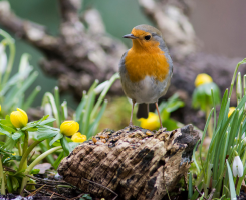 Shows a robin standing in flowers