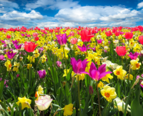 Shows a meadow full of flowers