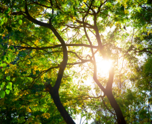 Sunshine through the treetops