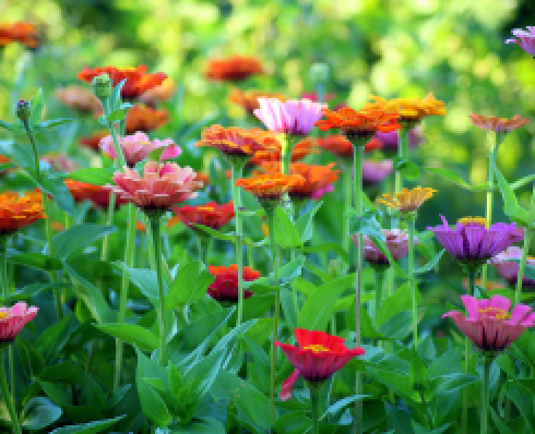 Flowers in a garden