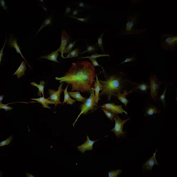 Widefield fluorescence image of cells stained with 3 dyes