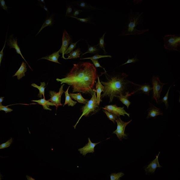 Widefield fluorescence image of cells stained with 3 dyes