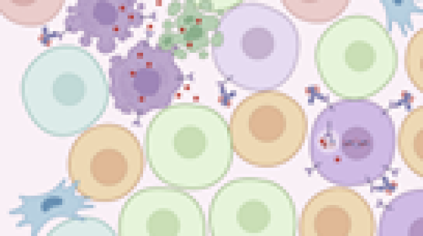 Rational therapeutic combinations with DXd-based ADCs image