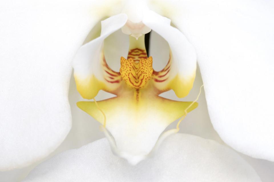 Orchid Intersex Symbol
