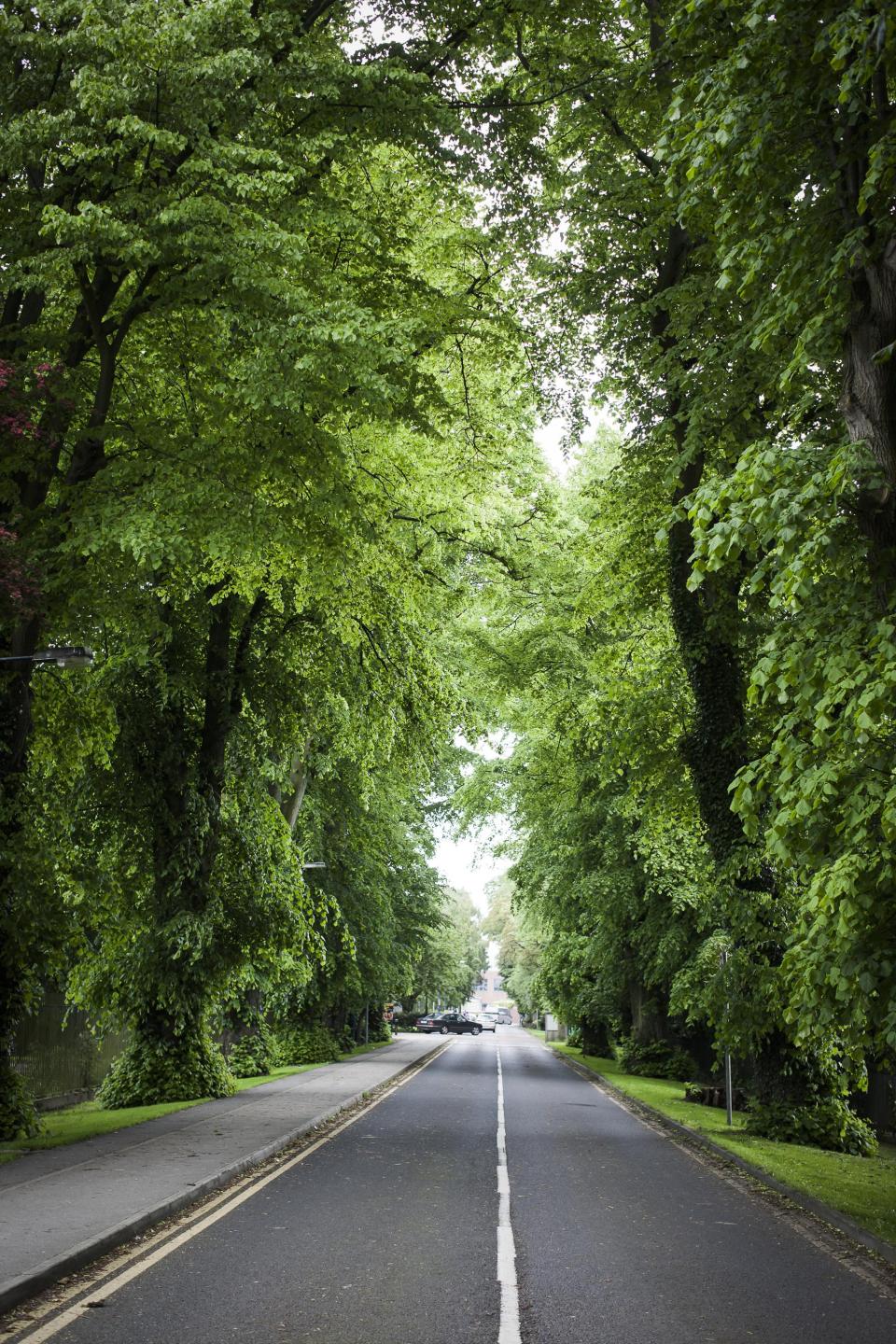 DCU tree-lined entrance