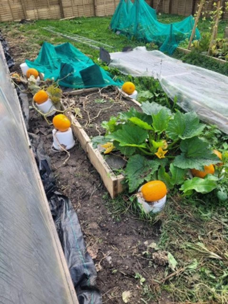 All Hallows Community Garden