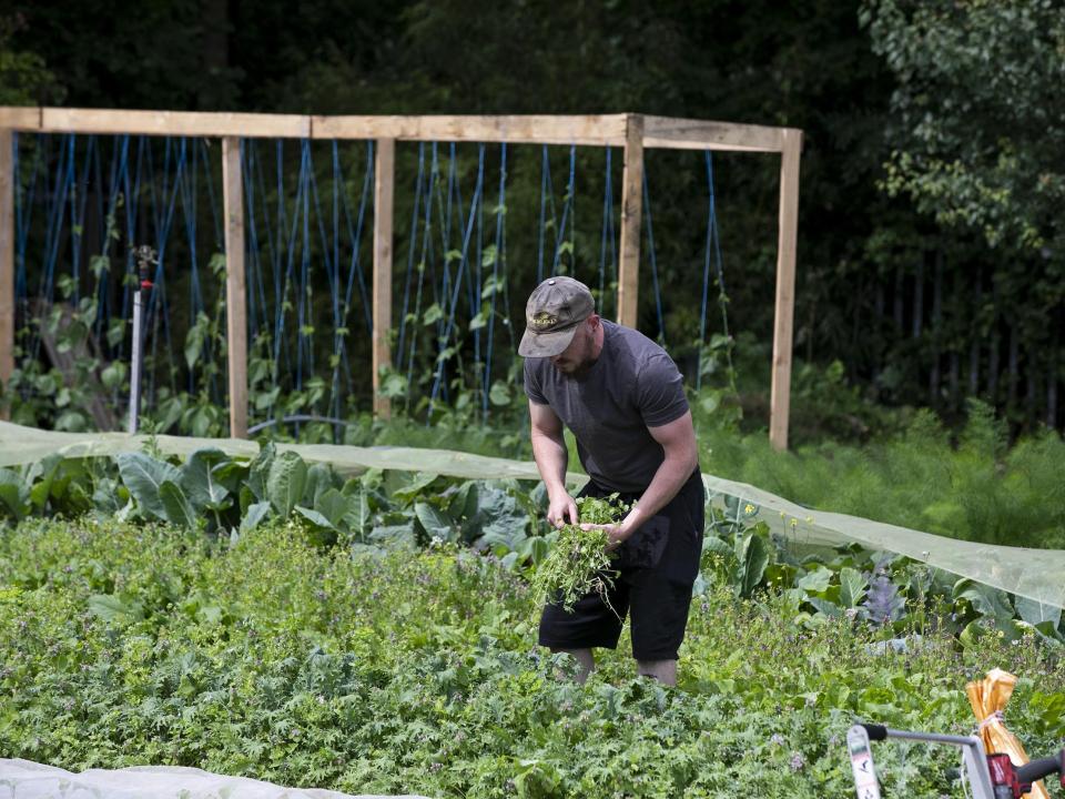 Shows a man working in DCU's Community Garden on the Glasnevin campus