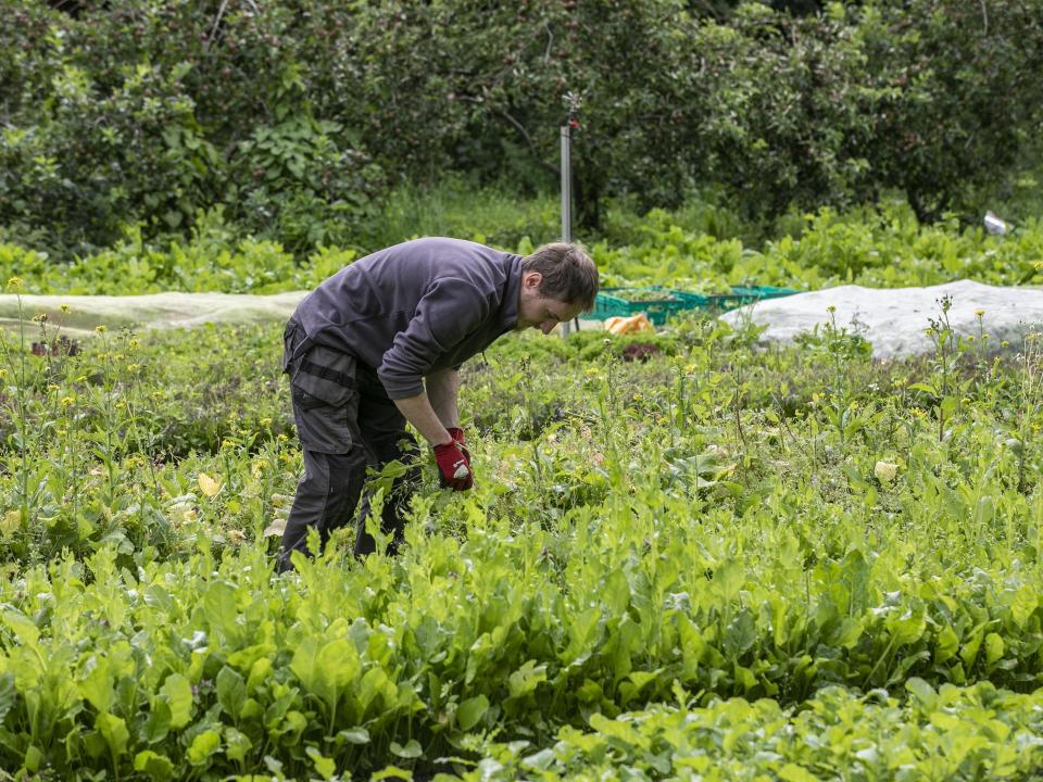 Shows man in DCU Community Garden