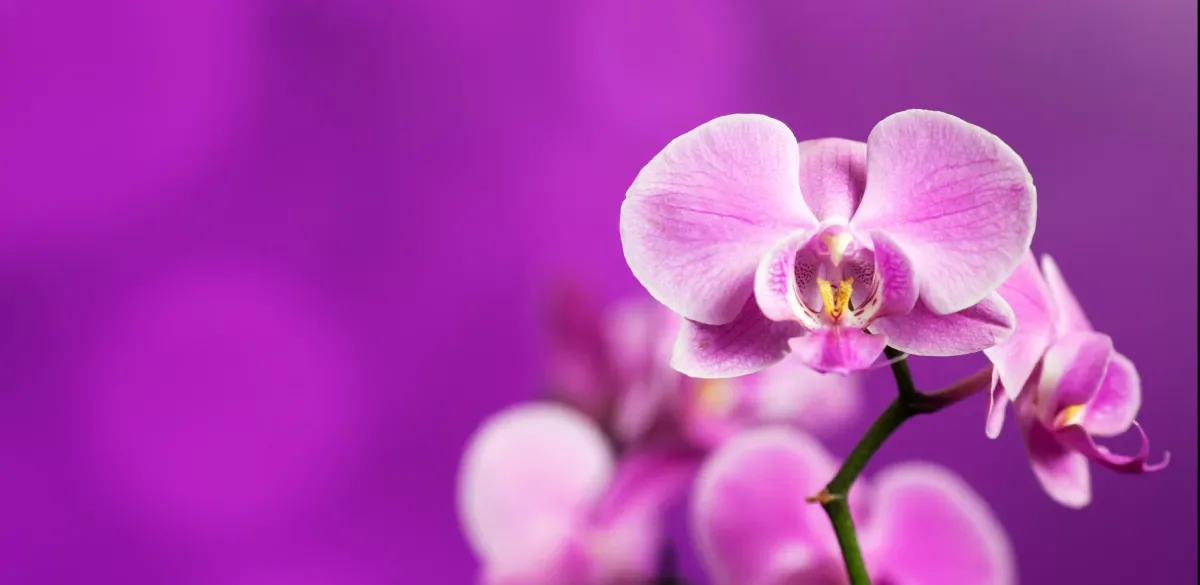 Orchids