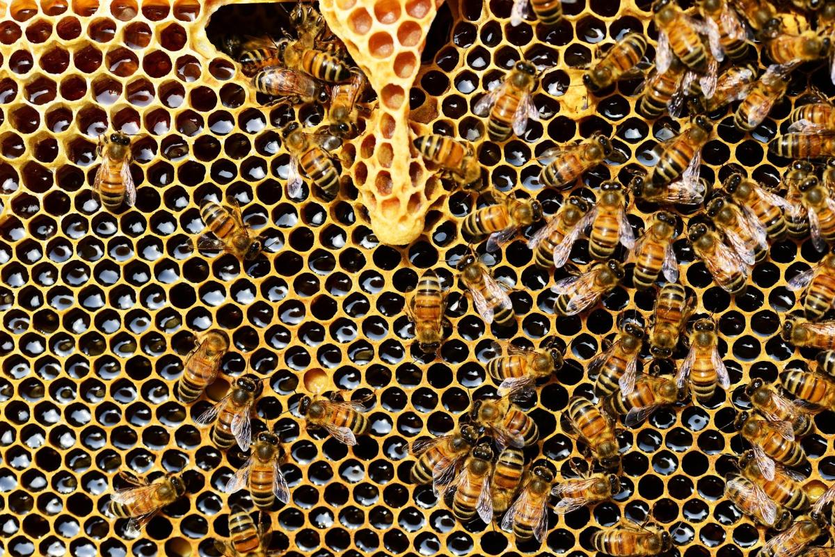 Bees in a hive