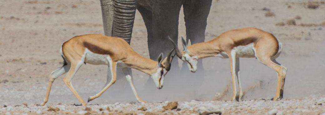 two gazelles locking heads