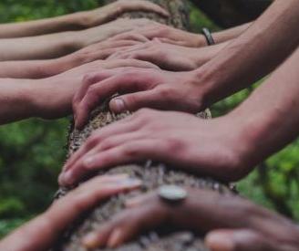 Hands on tree trunk