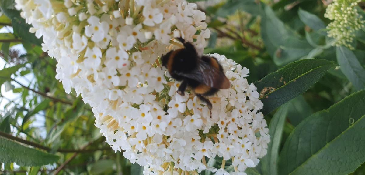 A bee on a white flower