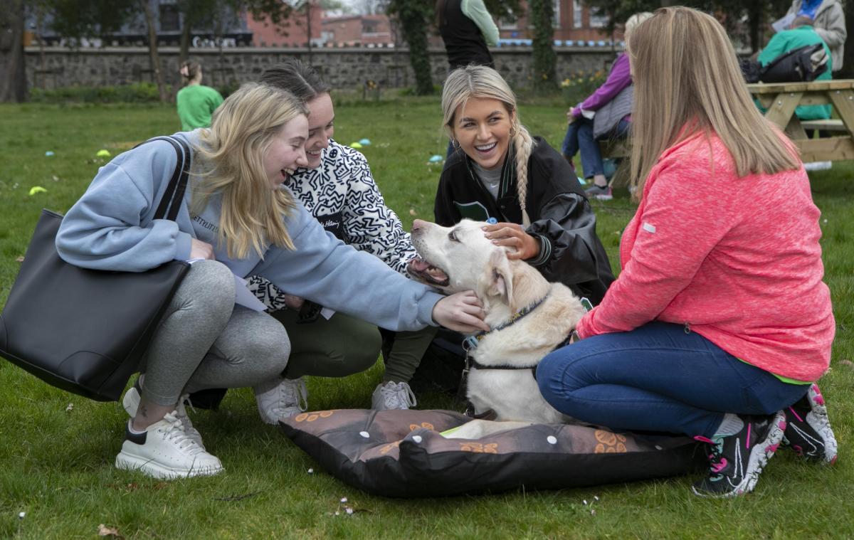 PAWS brings dogs Irish Guide Dogs for the Blind to campus to help with exam stress