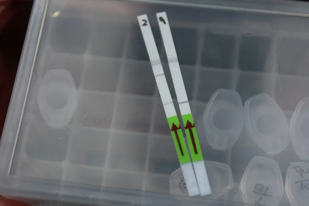 Blight detection test strips
