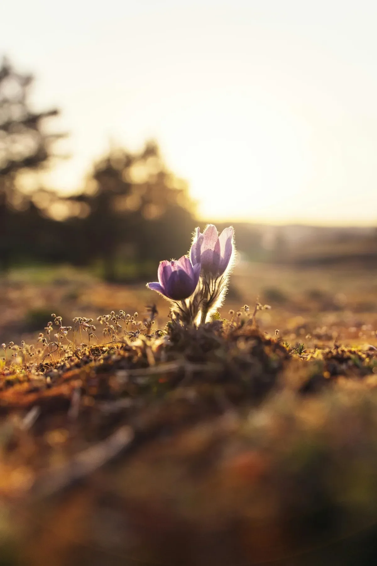 Spring flowers rising