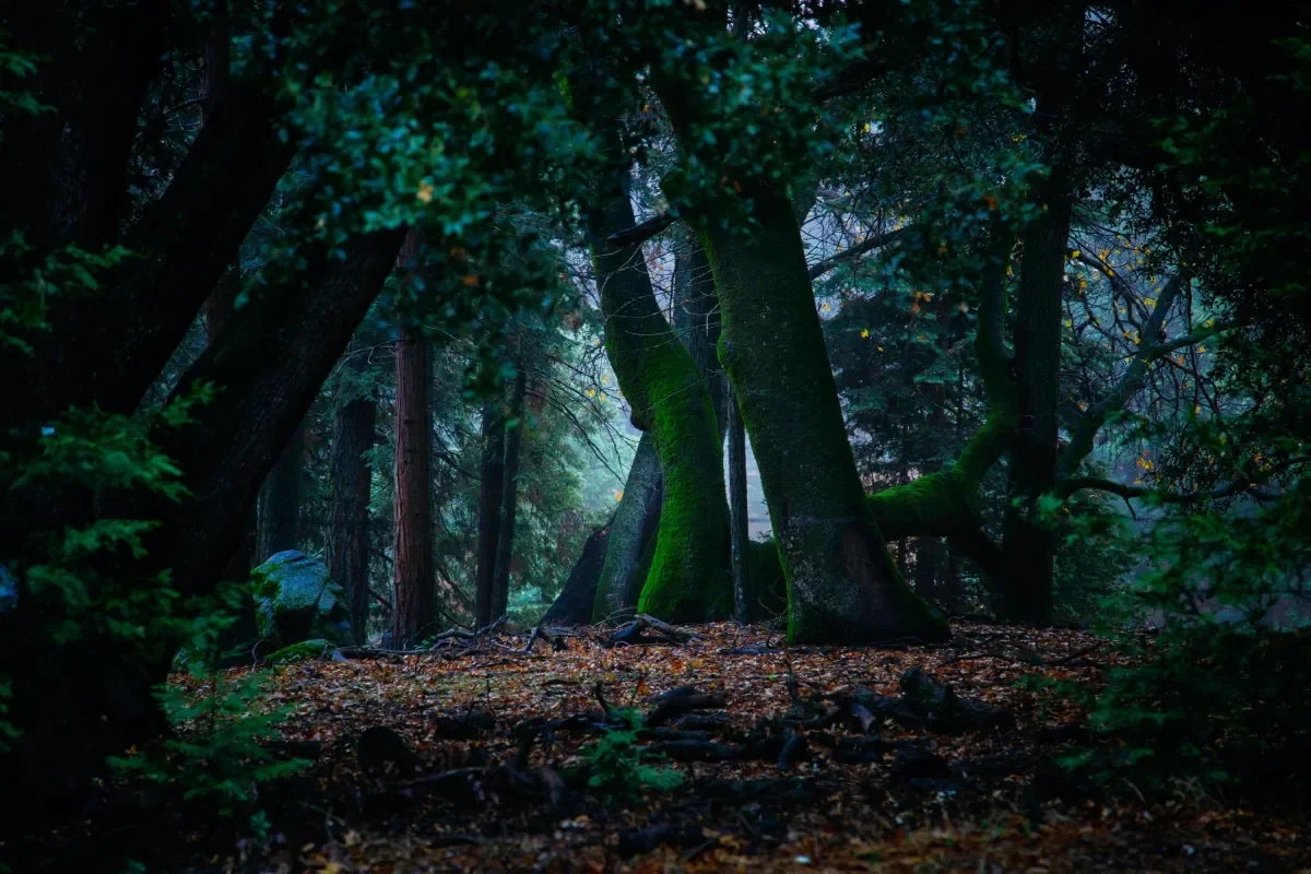 Trees
