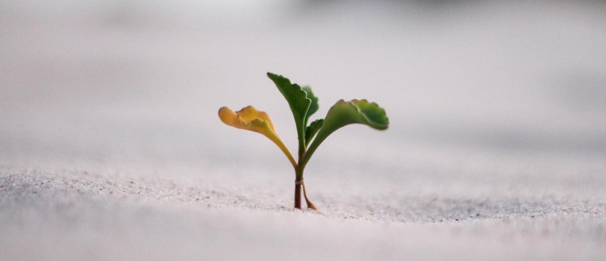 bud coming out of concrete to signify resilience