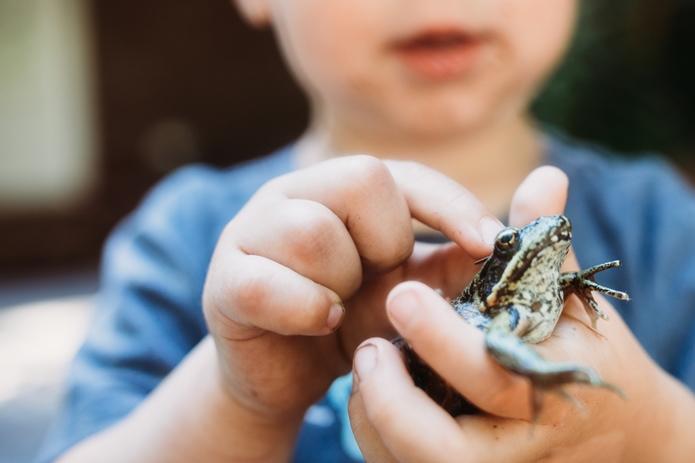 Frogs, tobacco and cloves used as cures for toothache