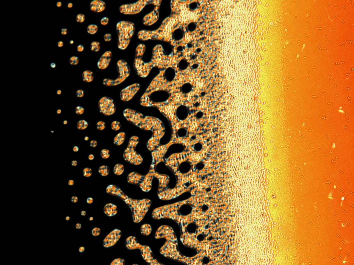 Liquid Crystal Seashore