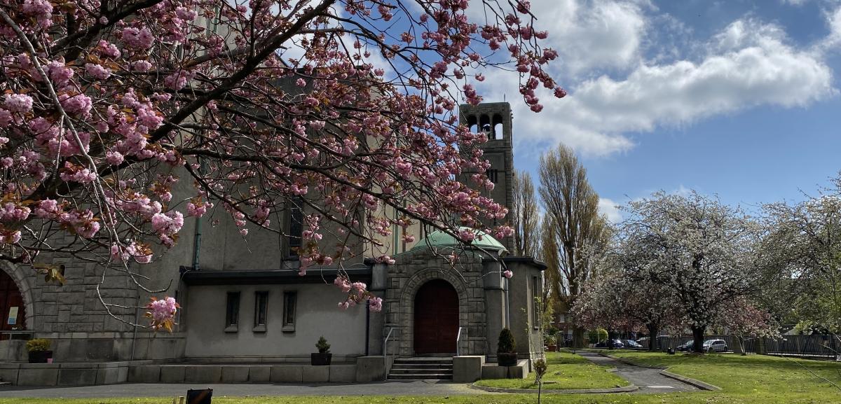 St. Gabriel's Cherry Blossom