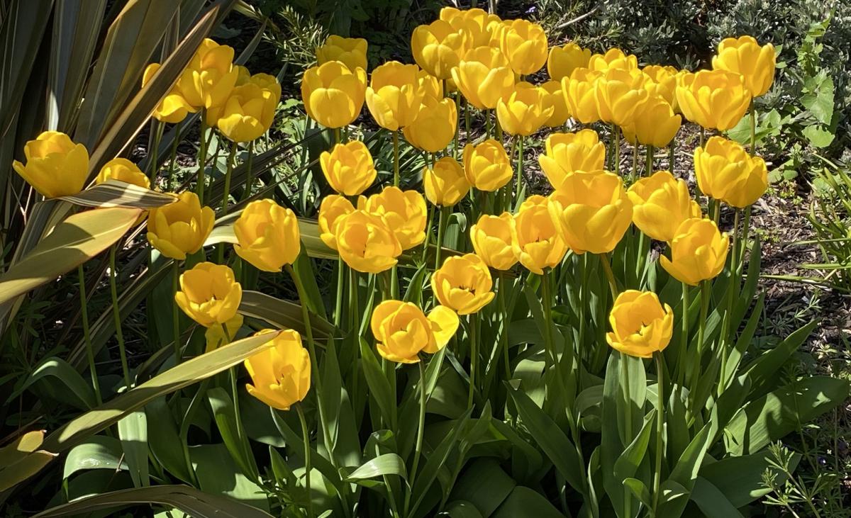 Gareth Byrne Tulips