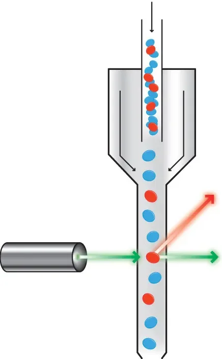 Diagram showing flow cyctometry