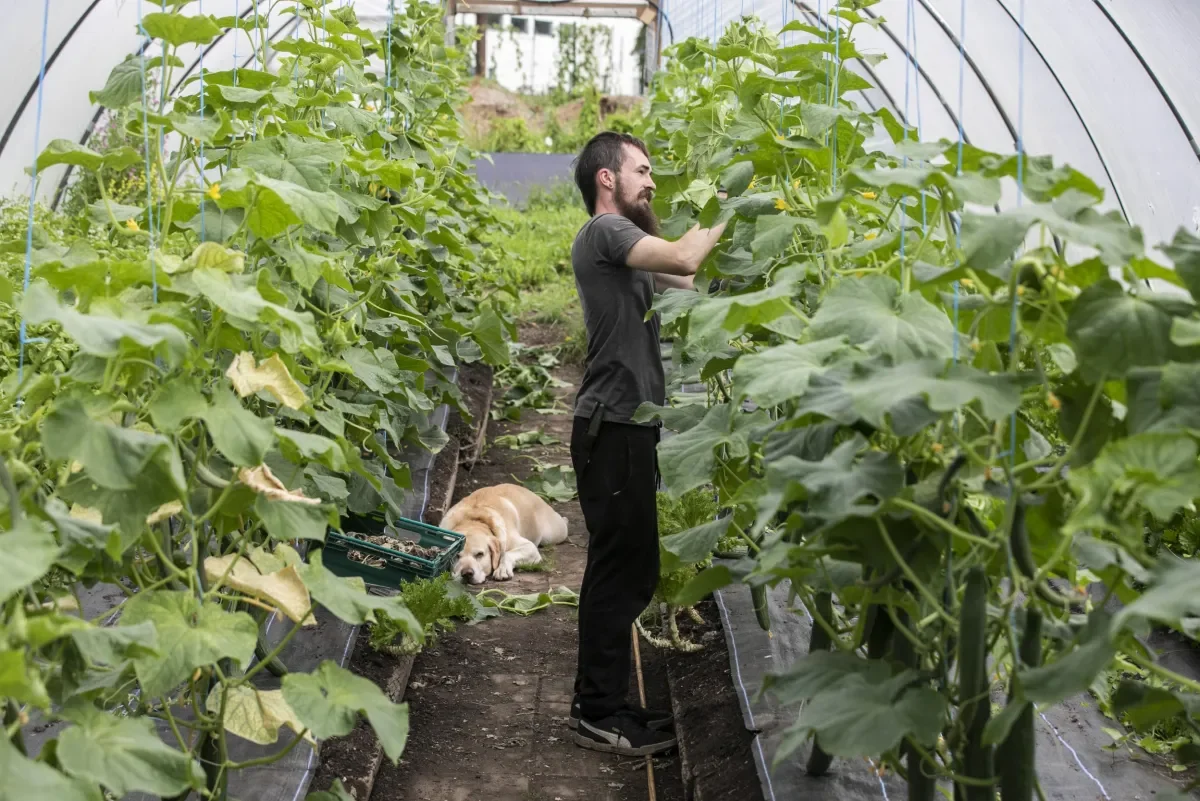 Show man tending to plants in DCU Community Garden