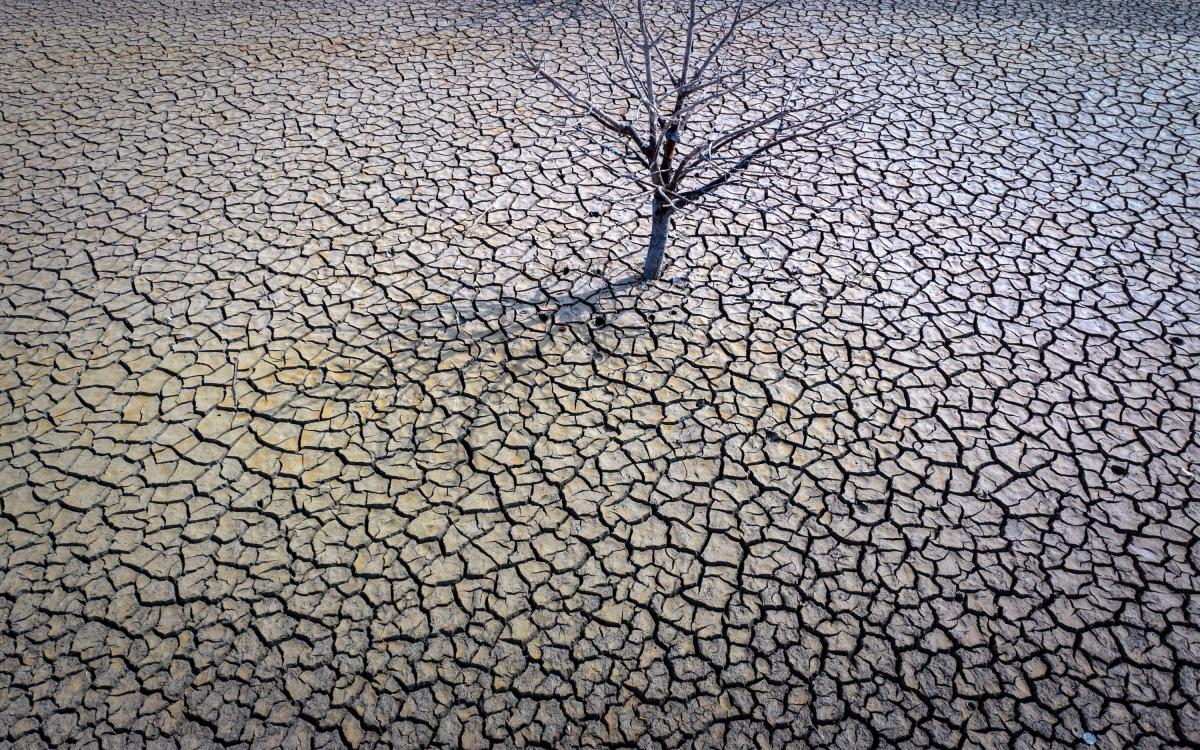 Shows a single parched tree surrounded by dry cracked earth
