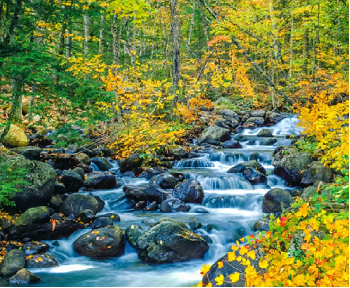 Mindfulness Based Stress Reduction Practices