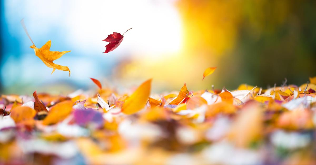 leaves
