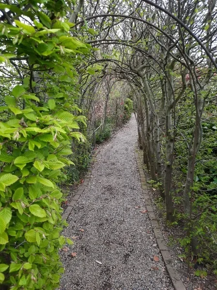 A pathway going through an archway of leaves.