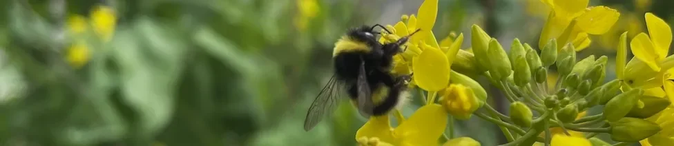 Photo of a bee collecting pollen from a flower in St. Michael's school garden