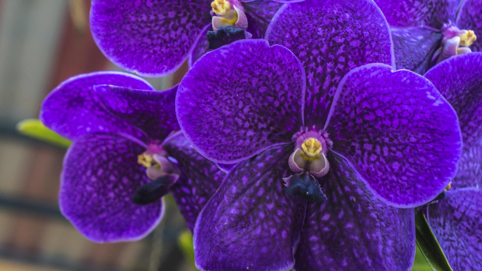 Purple Orchids