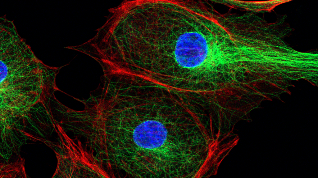 3 colour confocal image of mammalian cells