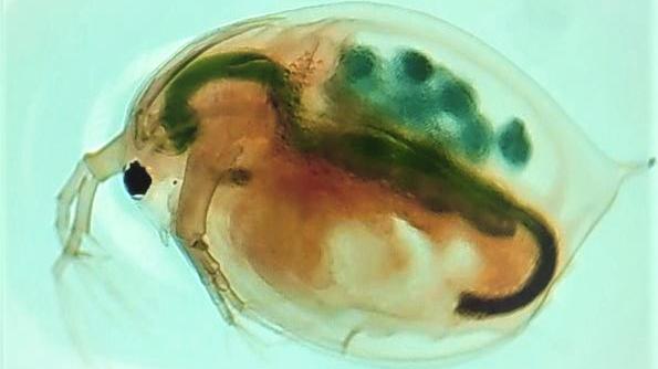 Water Flea