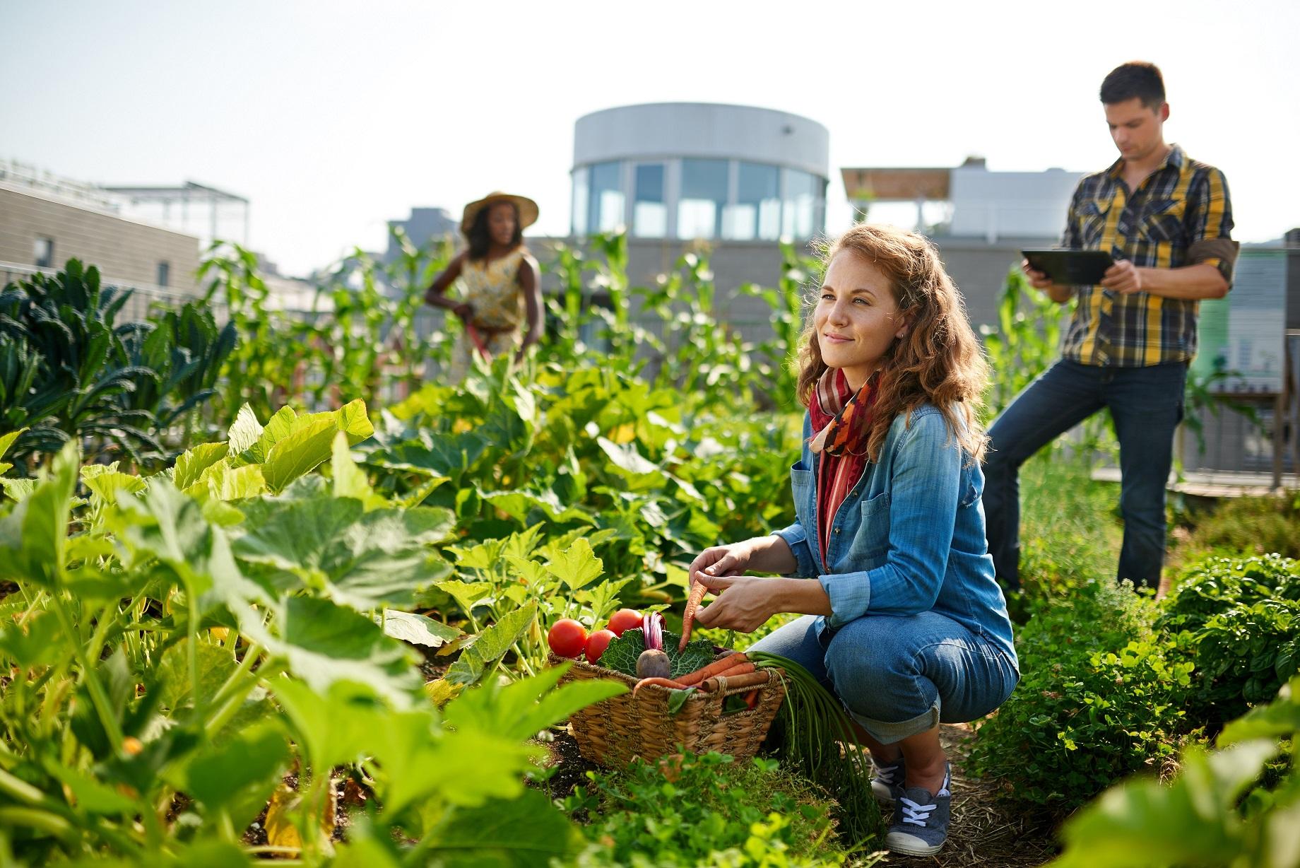 DCU to host workshop for community gardeners and food-growing enthusiasts