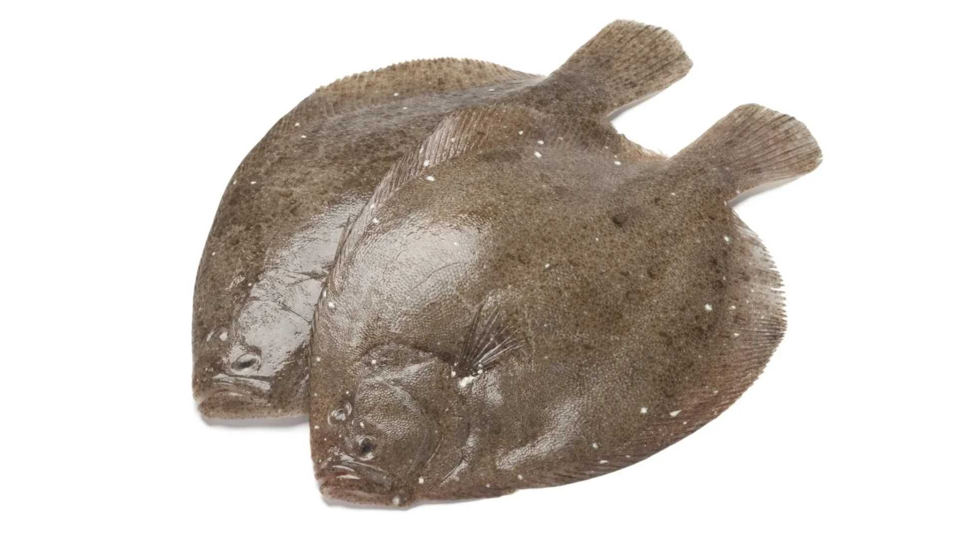 The scales pattern of the Brill fish will be used. Photo: Getty Images.