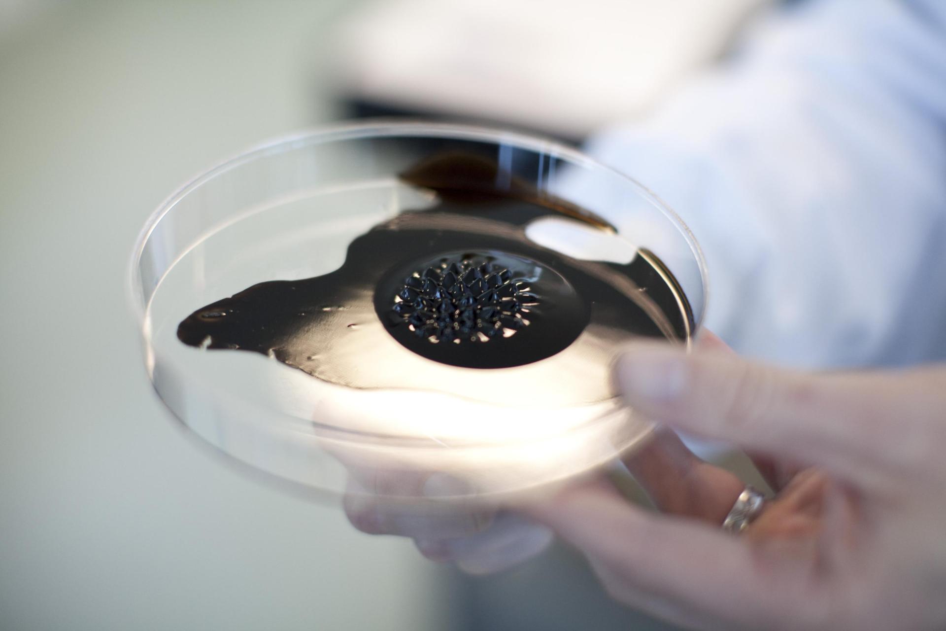 Petri dish
